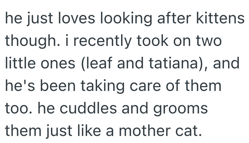 he just loves looking after kittens though. i recently took on two little ones (leaf and tatiana), and he's been taking care of them too. he cuddles and grooms them just like a mother cat.