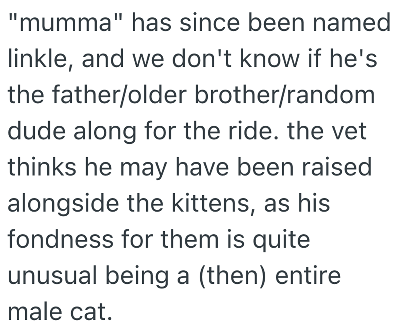 "mumma" has since been named linkle, and we don't know if he's the father/older brother/random dude along for the ride. the vet thinks he may have been raised alongside the kittens, as his fondness for them is quite unusual being a (then) entire male cat.