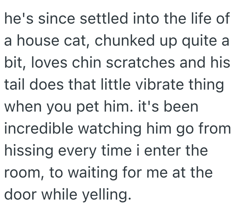 he's since settled into the life of a house cat, chunked up quite a bit, loves chin scratches and his tail does that little vibrate thing when you pet him. it's been incredible watching him go from hissing every time i enter the room, to waiting for me at the door while yelling.