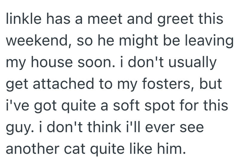 linkle has a meet and greet this weekend, so he might be leaving my house soon. i don't usually get attached to my fosters, but i've got quite a soft spot for this guy. i don't think i'll ever see another cat quite like him.