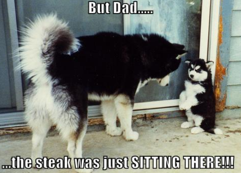 But Dad...... ...the steak was just SITTING THERE!!!