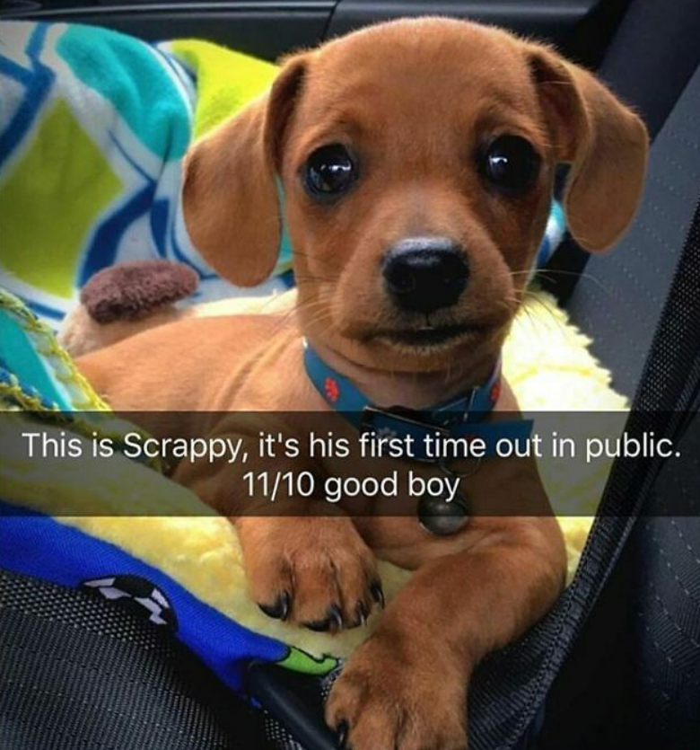 This is Scrappy, it's his first time out in public. 11/10 good boy