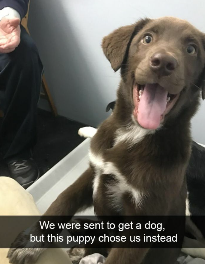 We were sent to get a dog, but this puppy chose us instead