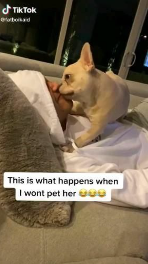 TikTok @fatboikaid This is what happens when I wont pet her 90e
