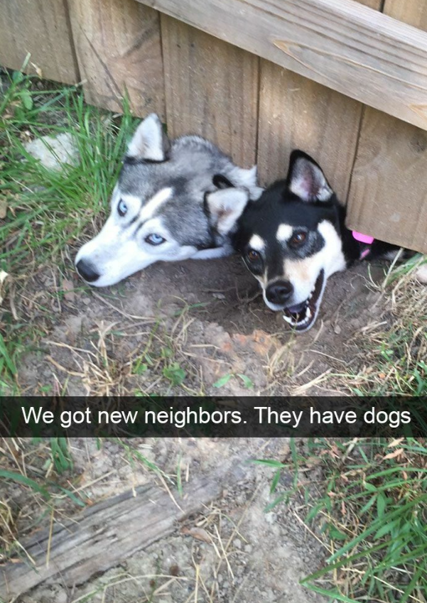 We got new neighbors. They have dogs