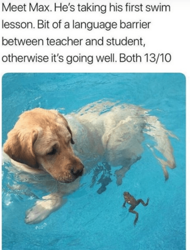 Meet Max. He's taking his first swim lesson. Bit of a language barrier between teacher and student, otherwise it's going well. Both 13/10