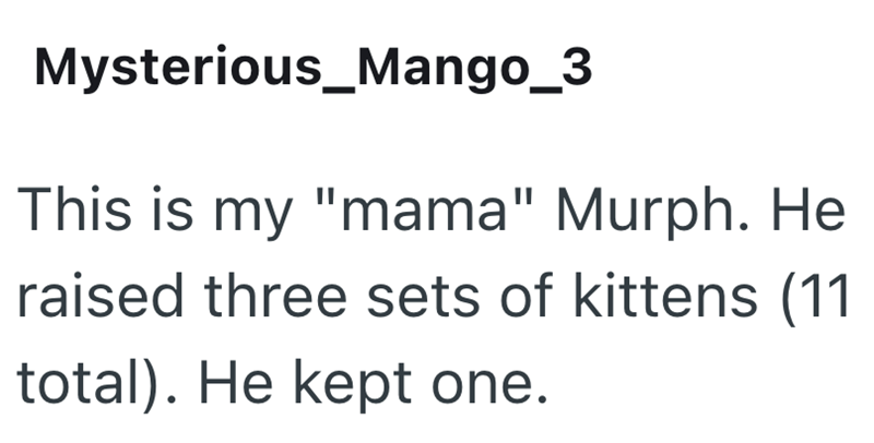 Mysterious_Mango_3 This is my "mama" Murph. He raised three sets of kittens (11 total). He kept one.