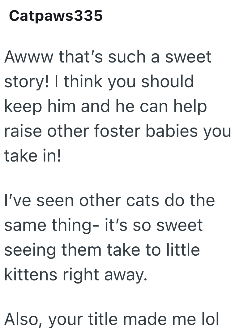Catpaws335 Awww that's such a sweet story! I think you should keep him and he can help raise other foster babies you take in! I've seen other cats do the same thing- it's so sweet seeing them take to little kittens right away. Also, your title made me lol