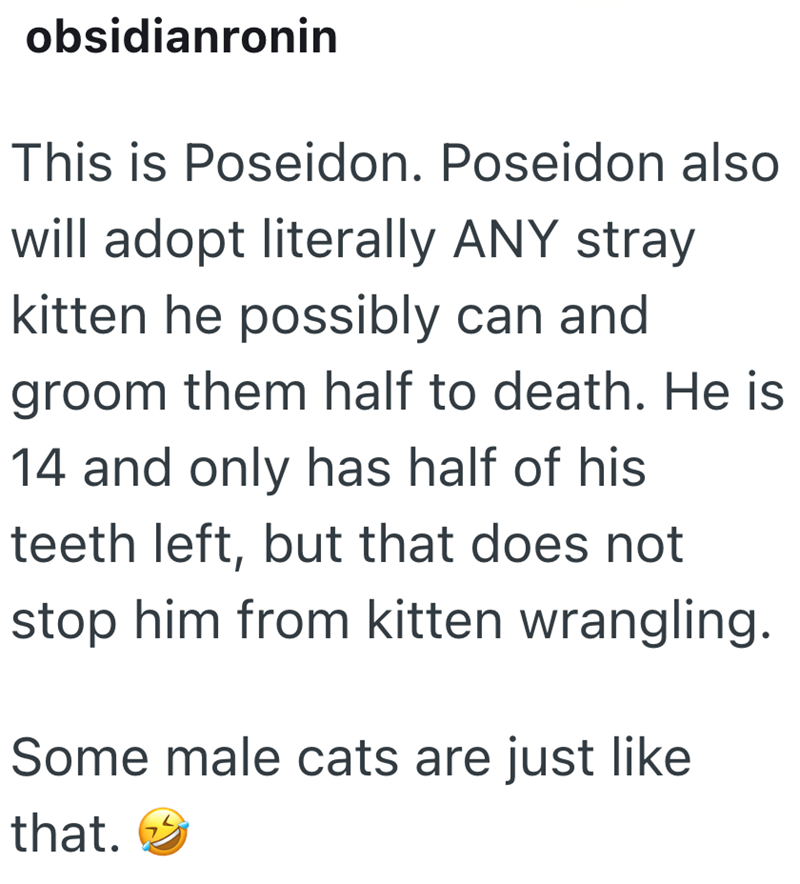 obsidianronin This is Poseidon. Poseidon also will adopt literally ANY stray kitten he possibly can and groom them half to death. He is 14 and only has half of his teeth left, but that does not stop him from kitten wrangling. Some male cats are just like that.