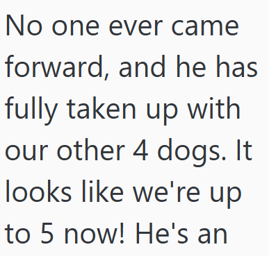 No one ever came forward, and he has fully taken up with our other 4 dogs. It looks like we're up to 5 now! He's an
