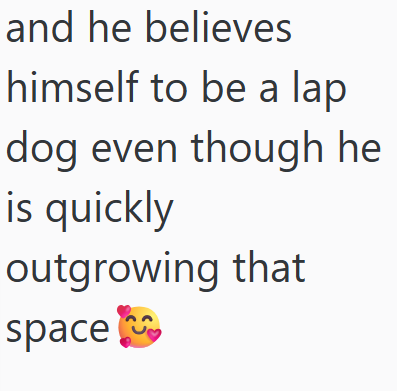 and he believes himself to be a lap dog even though he is quickly outgrowing that space