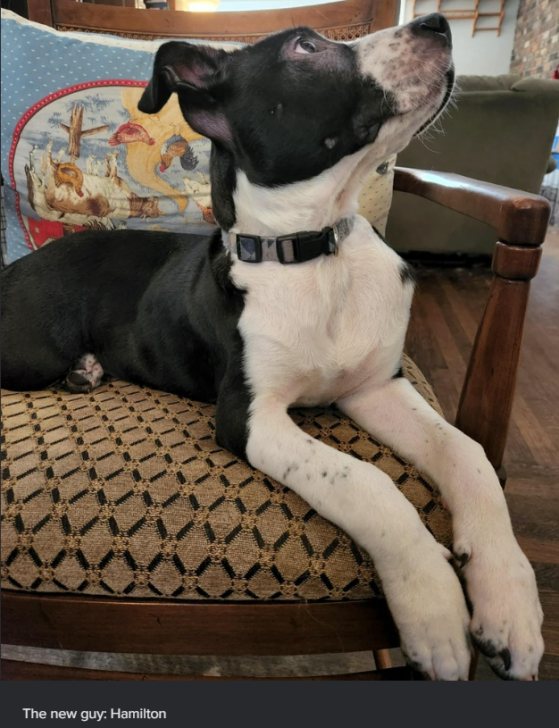 The new guy: Hamilton