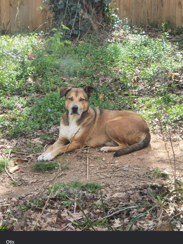 Otis