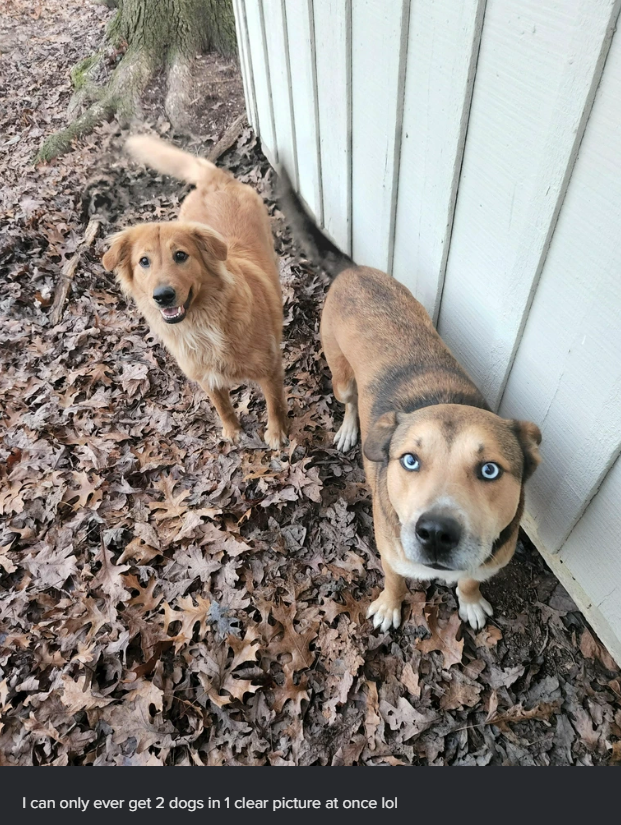 O I can only ever get 2 dogs in 1 clear picture at once lol