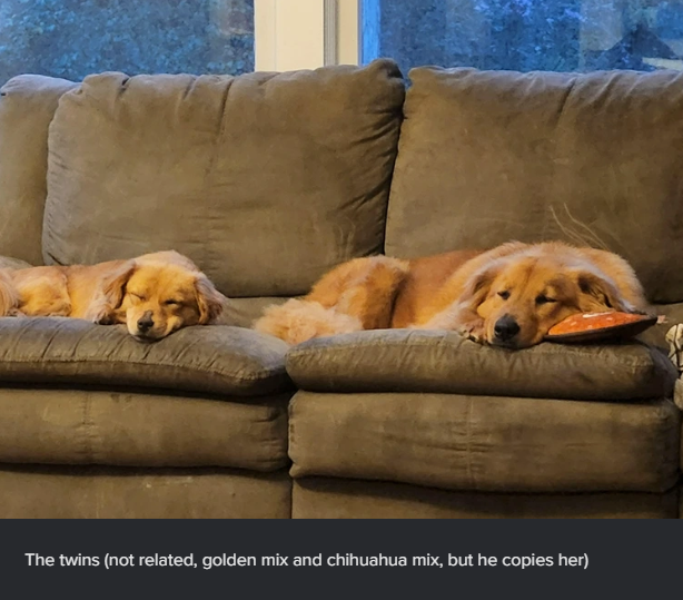 The twins (not related, golden mix and chihuahua mix, but he copies her)