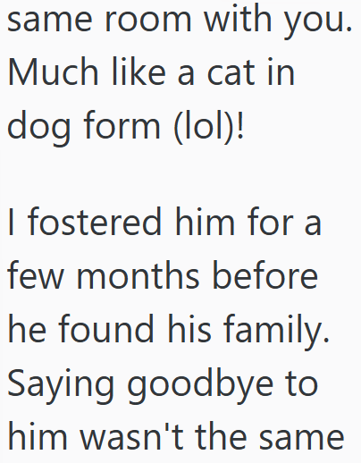 same room with you. Much like a cat in dog form (lol)! I fostered him for a few months before he found his family. Saying goodbye to him wasn't the same