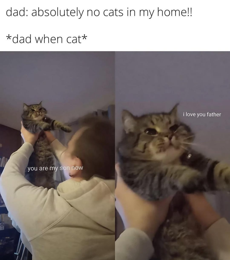 dad: absolutely no cats in my home!! *dad when cat* you are my son now i love you father