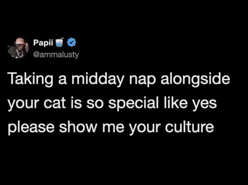 Papii @ammalusty Taking a midday nap alongside your cat is so special like yes please show me your culture