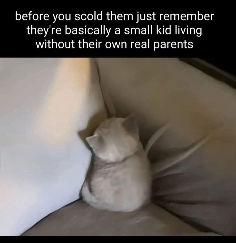 before you scold them just remember they're basically a small kid living without their own real parents