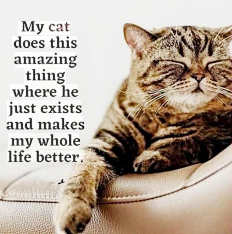 My cat does this amazing thing where he just exists and makes my whole life better.