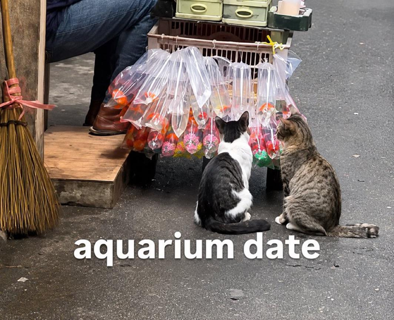 O aquarium date