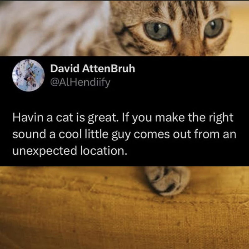 David AttenBruh @AlHendiify Havin a cat is great. If you make the right sound a cool little guy comes out from an unexpected location.