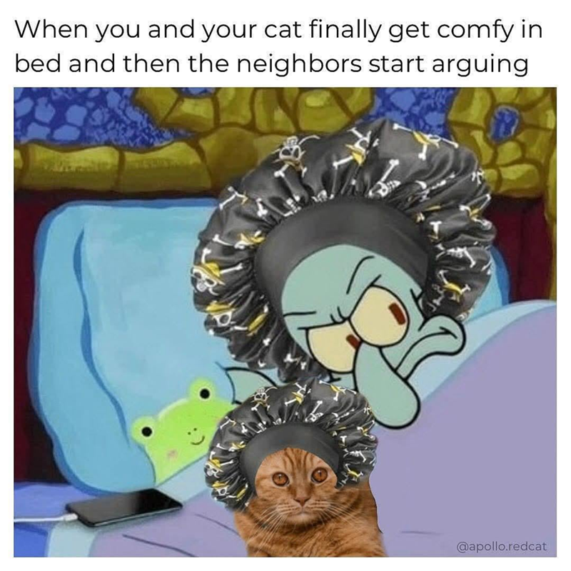 When you and your cat finally get comfy in bed and then the neighbors start arguing @apollo.redcat