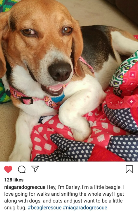OOD от 128 likes niagaradogrescue Hey, I'm Barley, I'm a little beagle. I love going for walks and sniffing the whole way! I get along with dogs, and cats and just want to be a little snug bug. #beaglerescue #niagaradogrescue