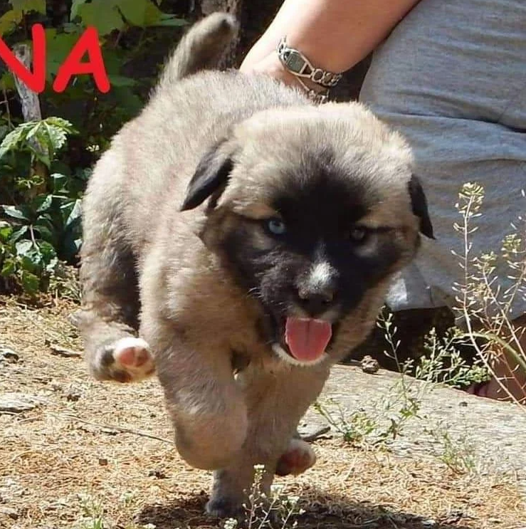 JA