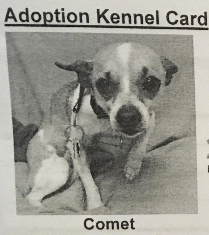 Adoption Kennel Card Comet