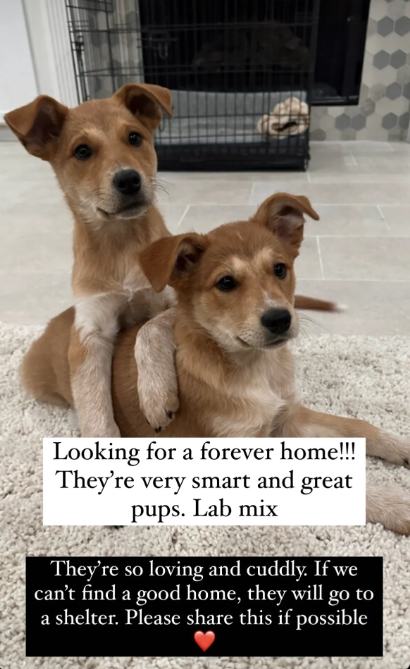 Looking for a forever home!!! They're very smart and great pups. Lab mix They're so loving and cuddly. If we can't find a good home, they will go to a shelter. Please share this if possible