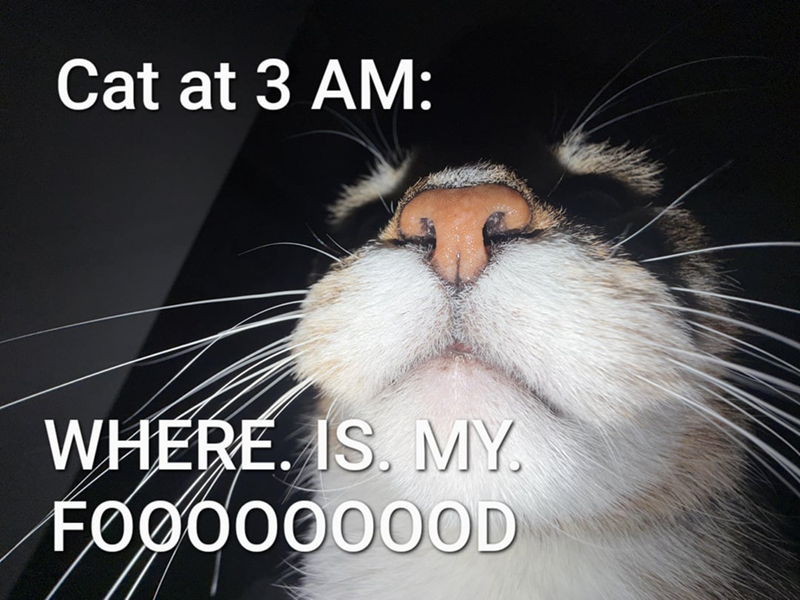 Cat at 3 AM: WHERE. IS. MY. F0000000OOD