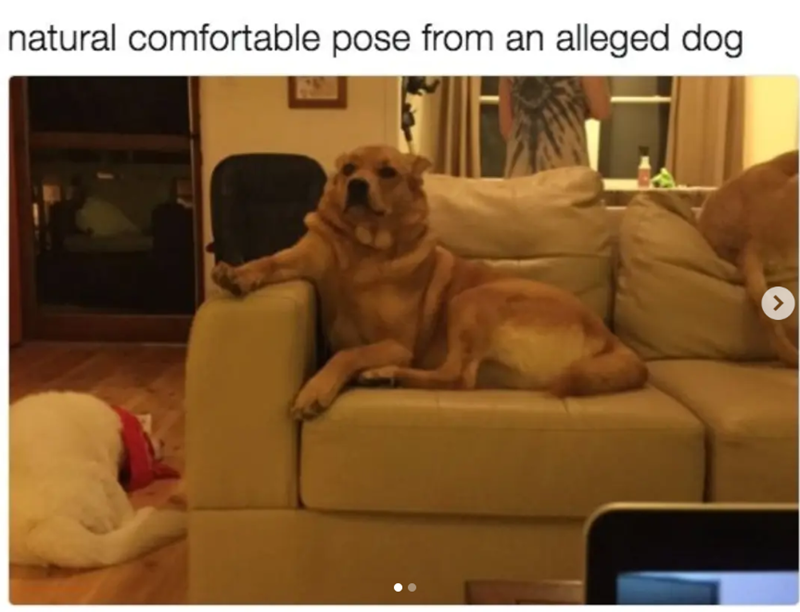 natural comfortable pose from an alleged dog >
