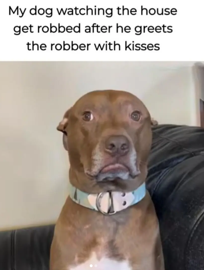 My dog watching the house get robbed after he greets the robber with kisses