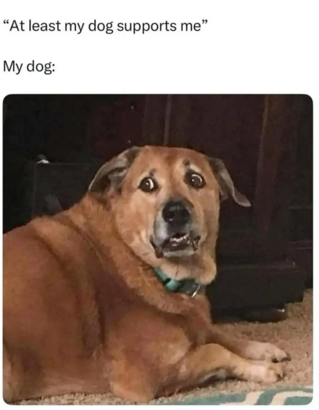 "At least my dog supports me" My dog: