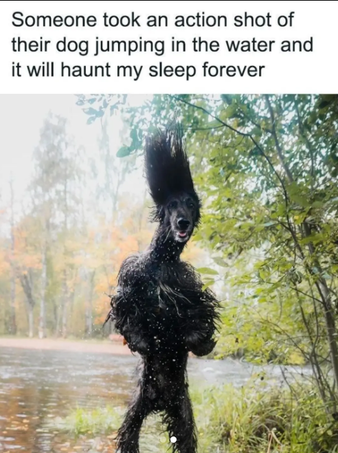 Someone took an action shot of their dog jumping in the water and it will haunt my sleep forever