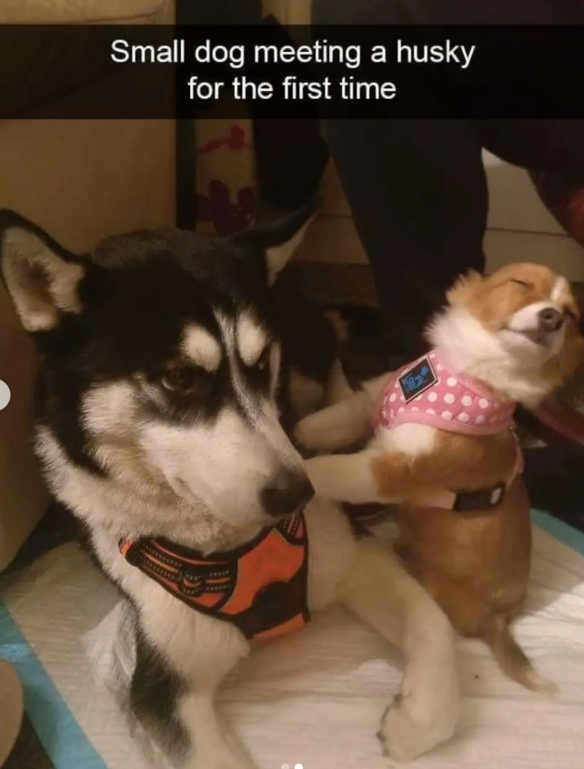 Small dog meeting a husky for the first time ex