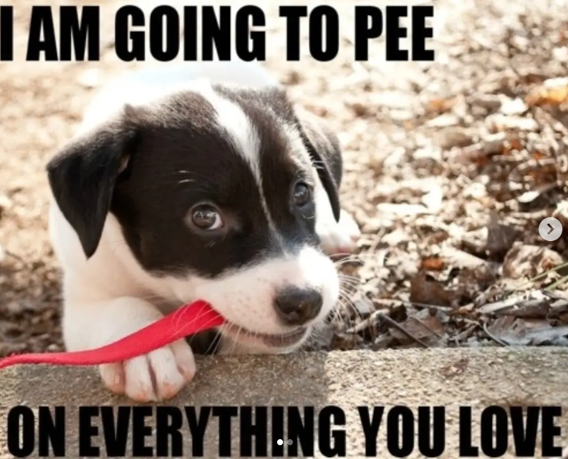 I AM GOING TO PEE ON EVERYTHING YOU LOVE