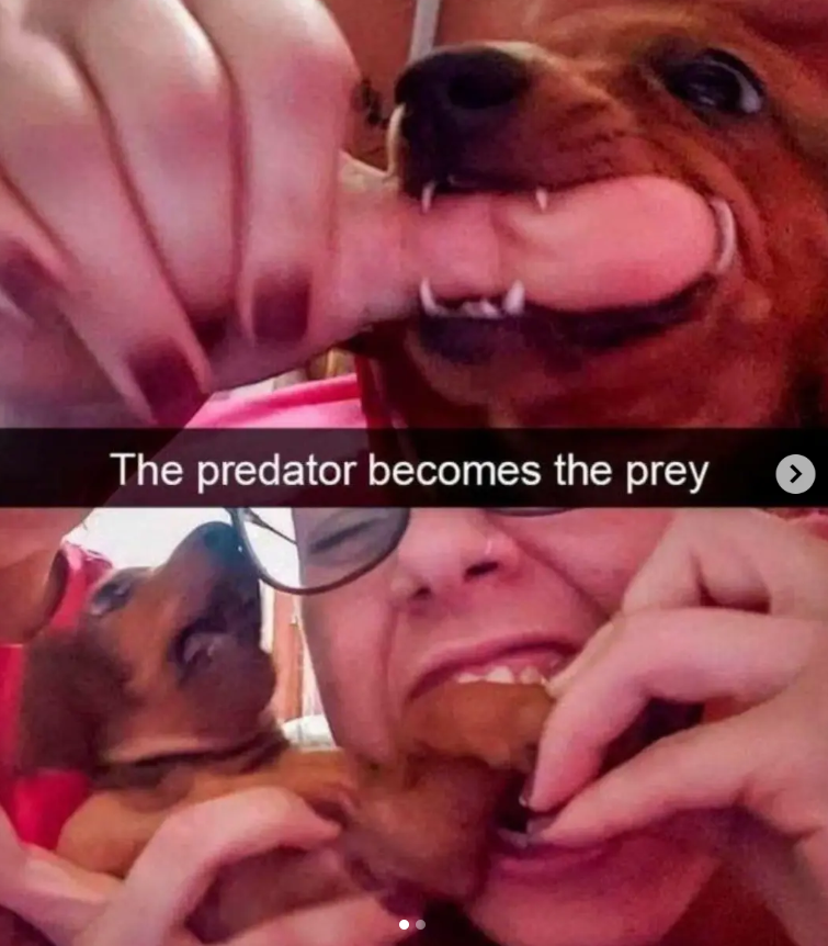 The predator becomes the prey >