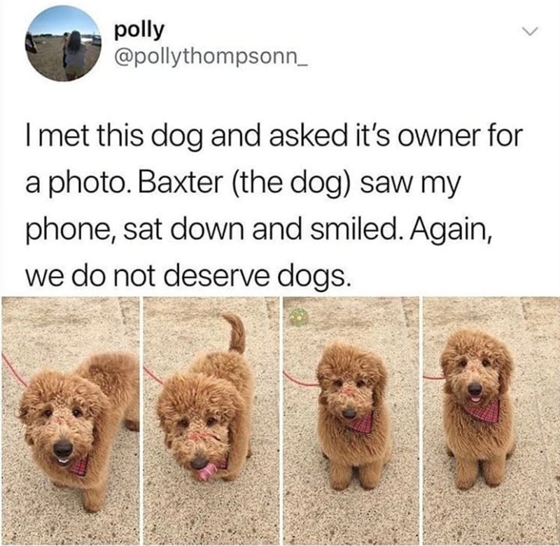 polly @pollythompsonn_ I met this dog and asked it's owner for a photo. Baxter (the dog) saw my phone, sat down and smiled. Again, we do not deserve dogs.