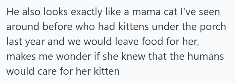 He also looks exactly like a mama cat I've seen around before who had kittens under the porch last year and we would leave food for her, makes me wonder if she knew that the humans would care for her kitten
