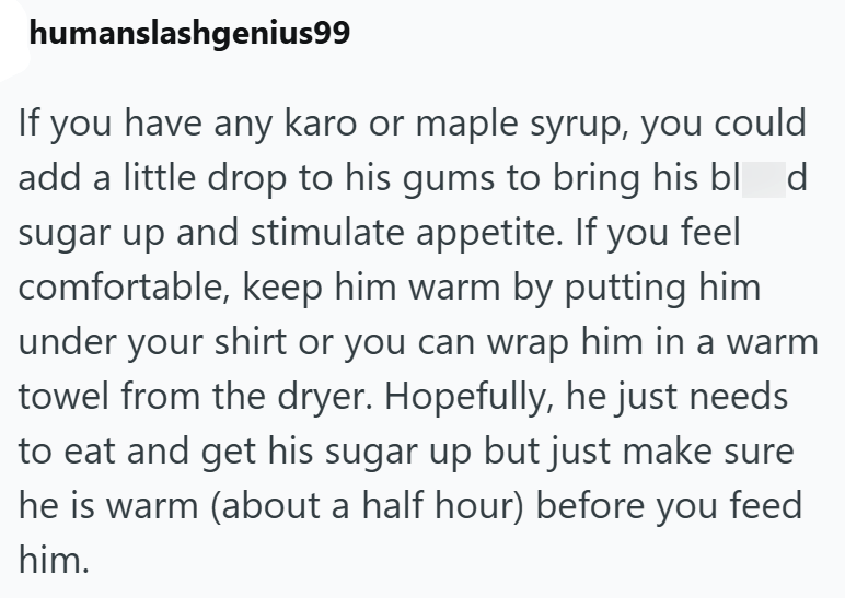humanslashgenius99 d If you have any karo or maple syrup, you could add a little drop to his gums to bring his bl sugar up and stimulate appetite. If you feel comfortable, keep him warm by putting him under your shirt or you can wrap him in a warm towel from the dryer. Hopefully, he just needs to eat and get his sugar up but just make sure he is warm (about a half hour) before you feed him.