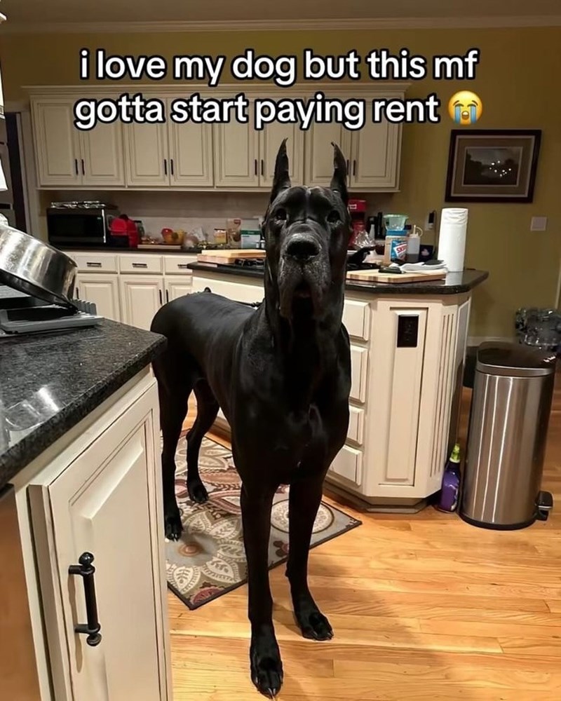 i love my dog but this mf gotta start paying rent