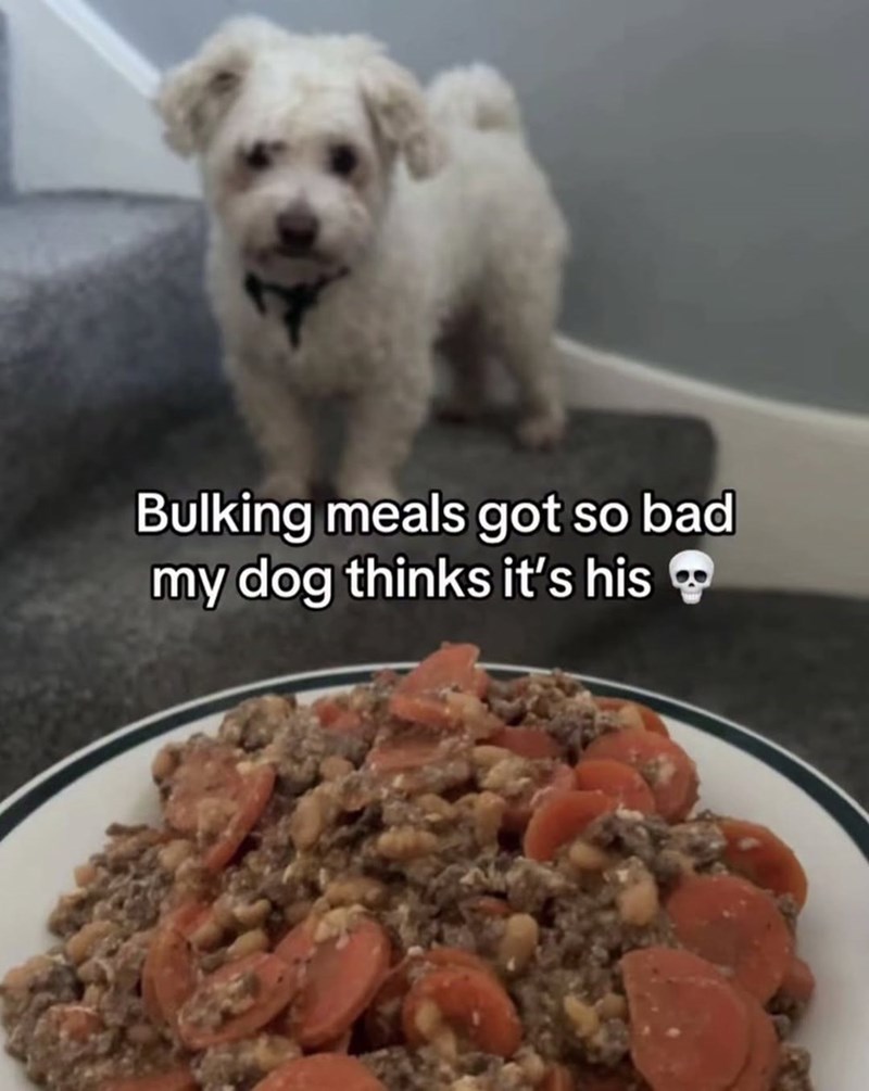 Bulking meals got so bad my dog thinks it's his