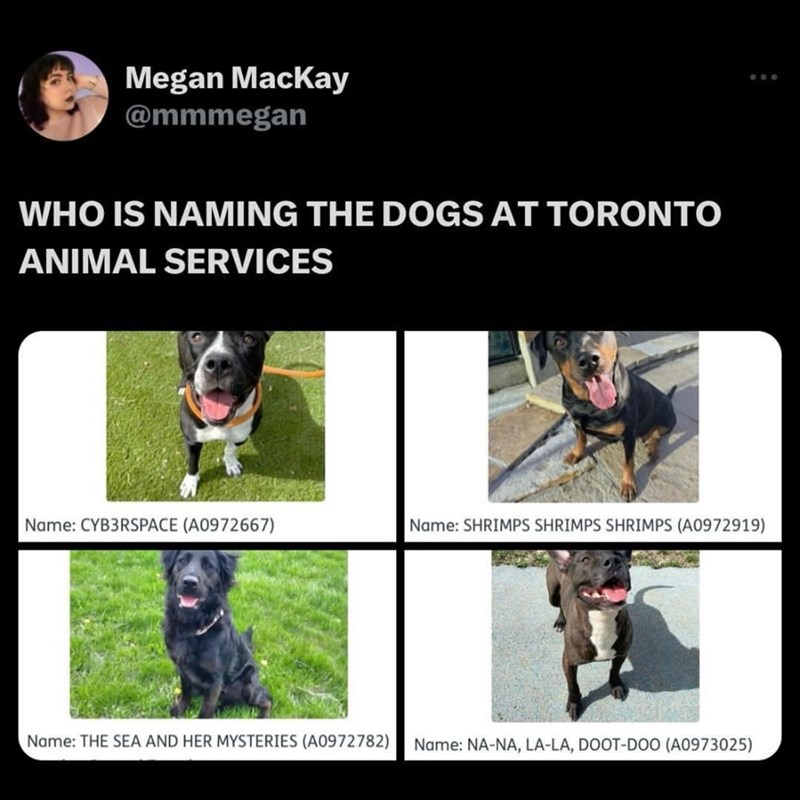 Megan MacKay @mmmegan WHO IS NAMING THE DOGS AT TORONTO ANIMAL SERVICES Name: CYB3RSPACE (A0972667) Name: SHRIMPS SHRIMPS SHRIMPS (A0972919) Name: THE SEA AND HER MYSTERIES (A0972782) Name: NA-NA, LA-LA, DOOT-DOO (A0973025)