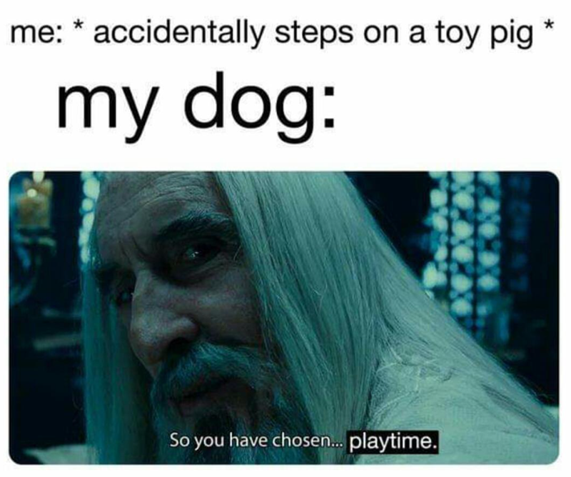 me: * accidentally steps on a toy pig * my dog: So you have chosen... playtime.