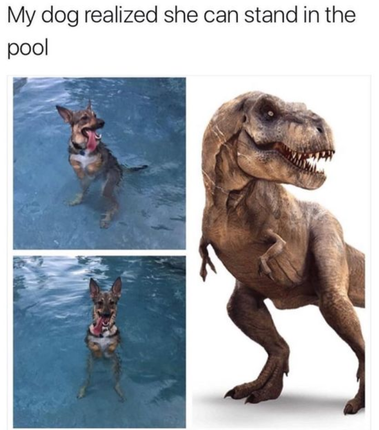 My dog realized she can stand in the pool