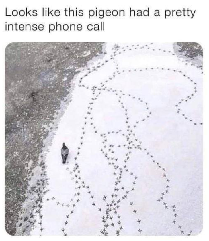 Looks like this pigeon had a pretty intense phone call