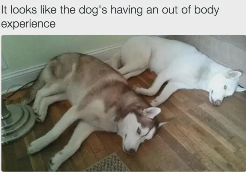 It looks like the dog's having an out of body experience