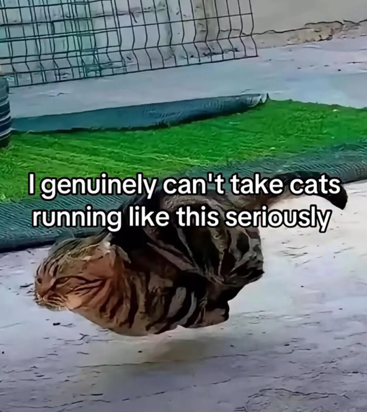 I genuinely can't take cats running like this seriously